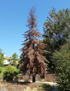 drought tree