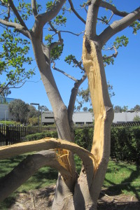 Split Tree Close Up