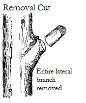 Removal Cut Rev