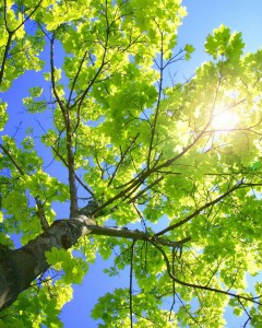 sunny-tree-branches - Copy