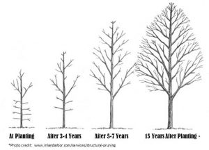 structural pruning illustration - cited